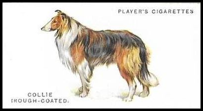 9 Rough Coated Collie